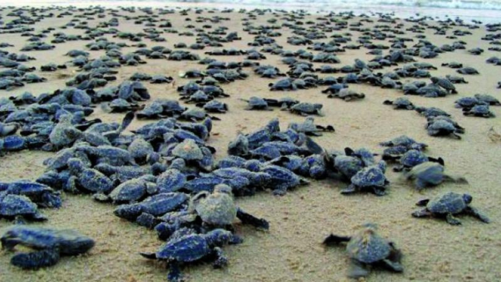 https://salarnews.in/public/uploads/images/newsimages/maannewsimage19062025_003848_olive turtle.png